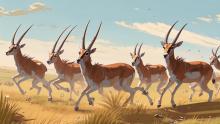 степные антилопы 