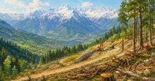 Проект Almaty Superski пока не получил разрешение на вырубку деревьев